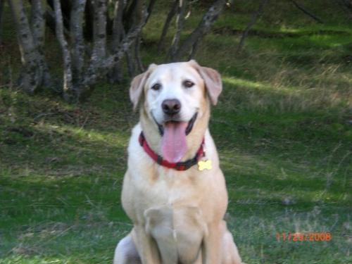 OtisPatrick's profile picture. I'm just a cool dog that loves to snuggle with my wonderful owners!