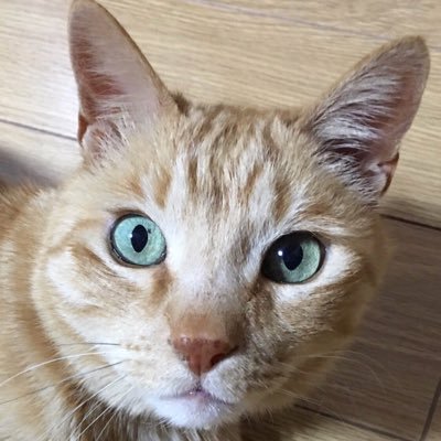 ねこさんのプロフィール画像