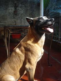Te ayudamos a comunicarte con tu perro, o darte el mejor cachorro que necesites para tu casa o la actividad que realices