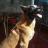 LeChienRouge's profile image