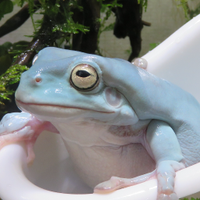 ぶんぶんりりー (@bun_bun_lily) Twitter profile photo