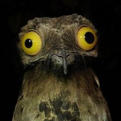 EWLim07's profile picture. Fellow game creator 
🇲🇾 . 🎮 . 🦀 . 🐈 . 🎶 . 🍃 . 🍻