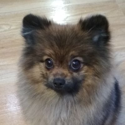 OlegSevaV's profile picture. Я Шпиц