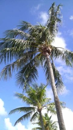 t_dan22e46m3's profile picture. もう結構なオッサンですが。絡んでやって下さいませませ👍車好き、海が好き、一人でｳﾛｳﾛしています。千葉で#e46m3乗ってまぁ〜す。