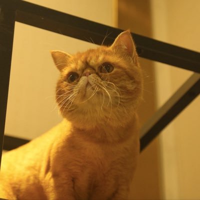 Moon00568721's profile picture. 