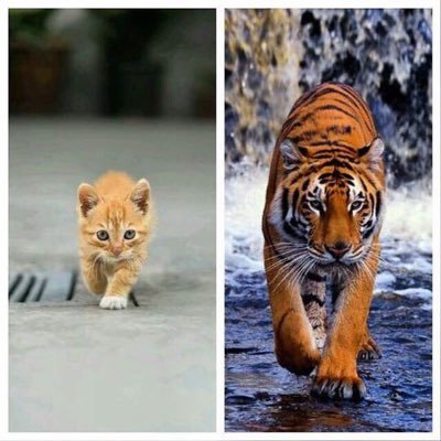 mantoya57674947's profile picture. CTID