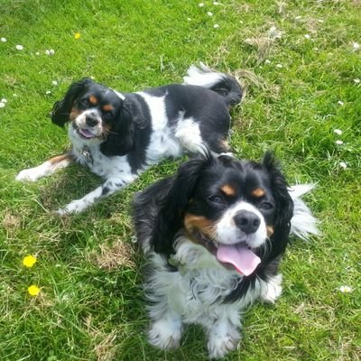 LGBTQ+ Skating history fanatic, adult skater, huge synchro fan & mature student. Yorkshire boat dweller with my dogs, Archie & Dora
https://t.co/WRlvpaHaZv