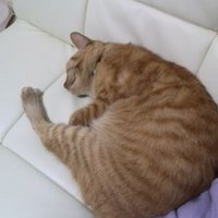 ピーチまま (@q7jcismkouhu8gi) 's Twitter Profile