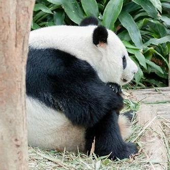 yucs69's profile picture. 北海道コンサドーレ札幌/フッティスタ/wccf/FGOアーケード/パワサカ/三國志真戦/ロスカラ/ロススト