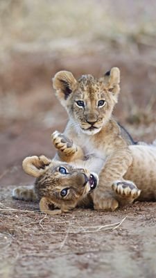 bard58448924's profile picture. 喜欢可爱的男孩子，足控，拒绝政治推