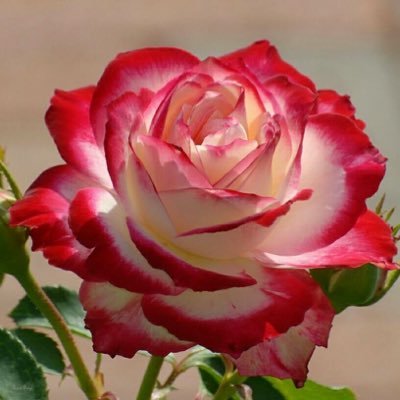 heavean's profile picture. 