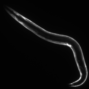 Group Leader at the Institute of Biotechnology @HelsinkiUni @BIOTECH_UH. My lab studies how RNAs containing repeats cause neuromuscular disorders.