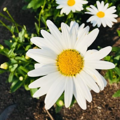 marbeloved's profile picture. Daughter of the Most High. His beloved.