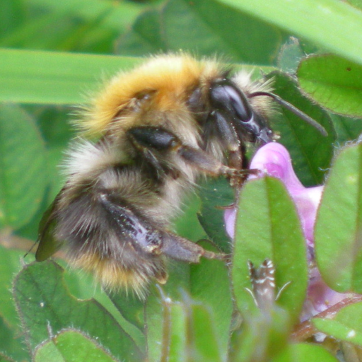 A @scienceirel funded project exploring sustainable #pollination services in a changing world. 
Tweets by project members 
 @ucdagfood @UCDEarth @_Rosemount