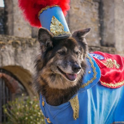 From Rescue dog to Royalty! Adopted from the SA Humane Society, volunteering with Therapy Animals of San Antonio! Join Shanti at the 2019 Fiesta Pooch Parade!