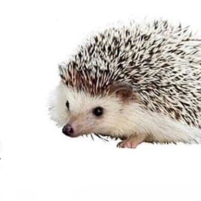 jsjdjejehehwjwi's profile picture. não há nada que um soco na costela não resolva