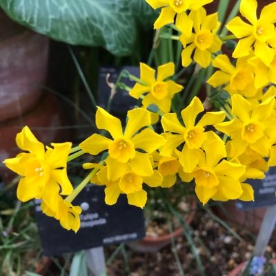 ligarius's profile picture. Swansea City FC, Swansea, Family and kindness. All piano music. Theatre and opera. Struggling learning jazz piano. Real Book.