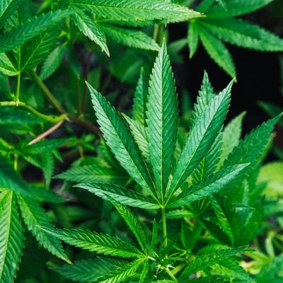 DeusHerb's profile picture. Rastafarian|father|farmer