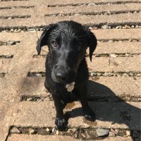 Tennis Ball Scoop🎾🐕 (@kevinneff9) 's Twitter Profile
