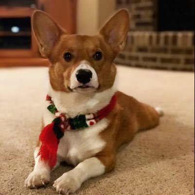 Hi! I am a young corgi and have a fantastic family. I love to play ball and eat treats of all kinds.