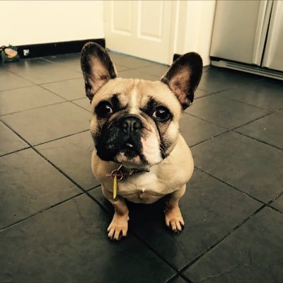 LacyDoggo's profile picture. My names Lacy Dog. I am a rescue dog! Playful, cheeky, and a little naughty. I love a fuss!!!!🐶🐶