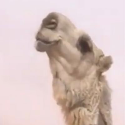 mhttc2's profile picture. ✨مرحبا بالجميع ✨                        الابل غلاها فاق كل المقاييس           ‏ محبةً رب الخلايق عطاها