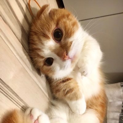 ピケ ぴーたん Y 折れ耳短足マンチカン ていていていッ お前誰や ていていッ カワウソのぬいぐるみ 福岡マリンワールド お土産 カワウソのトトマル ピケと同じサイズ 子猫動画 T Co Ctaakb4h3b