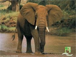 17Zilonis's profile picture. Āfrikas zilonis ir lielākais un smagākais sauszemes dzīvnieks.Viņam ir milzīgas, burām līdzīgas ausis,kājas kā resni baļķi, vareni ilkņiun garš snuķis.