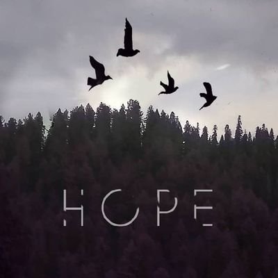 zibraogi's profile picture. 