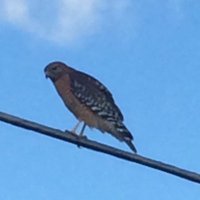 Flibber T. Gibbet (@tommyleeallman) 's Twitter Profile