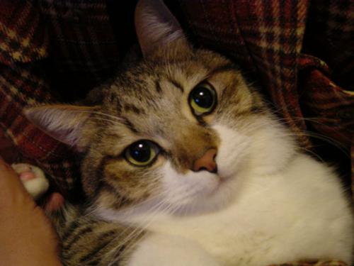 1969年東京生まれ　ねこの「ふくすけ」の飼い主　飯田橋、荻窪、原宿、半蔵門、本郷で働いたことあり。いまは恵比寿勤務。