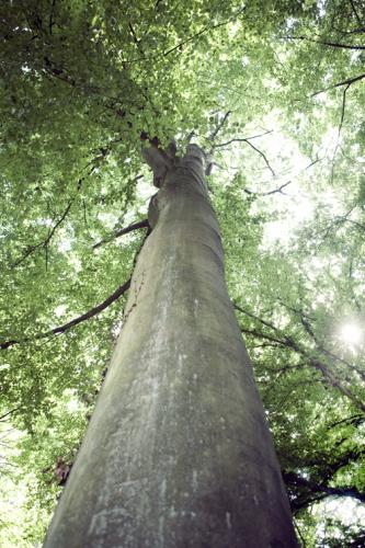 Hello! I'm a tree, and this is my feed.
I'll be online all day to keep you posted on how I feel.
Powered by Siemens.