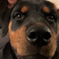 Moezilla (@moezilla75) 's Twitter Profile