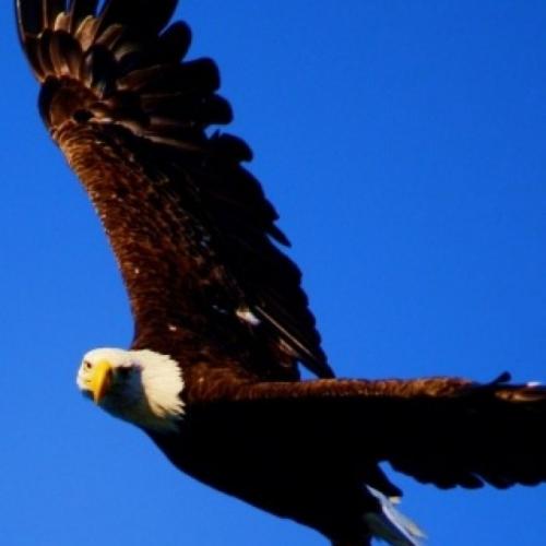 patnothaus's profile picture. Dad, husband, outdoorsman, christian and a Conservative!!!!