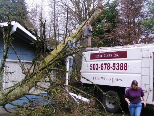 True Care Inc is a full service Tree Service Company  in the Portland Oregon area. 

Pruning, Removal, Pest management. Member ISA