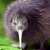 Endangeredkiwi Profile picture