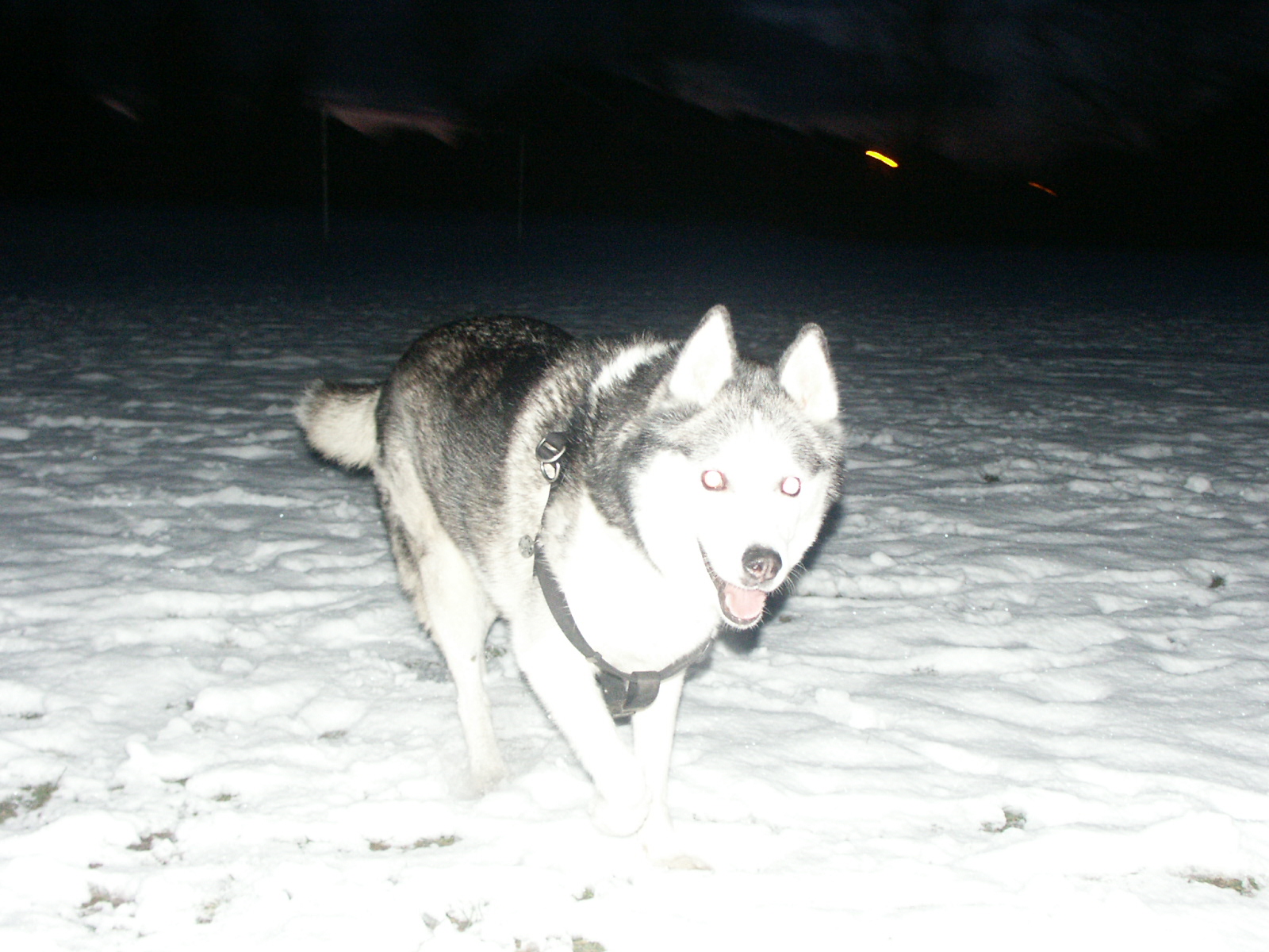 matthew brewin Profile