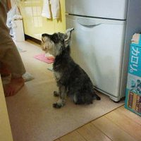 中尾靴店 (@lmchmfkoaerv8tw) 's Twitter Profile