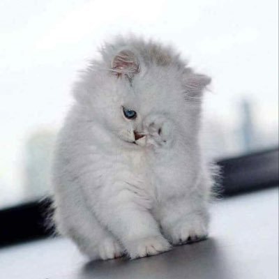 Noor04262231's profile picture. 