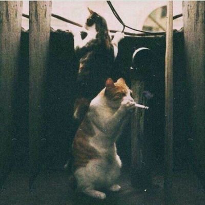 FavoriteSon__'s profile picture. 