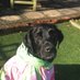TJ (@londongalah) Twitter profile photo TJ (@londongalah) Twitter profile photo