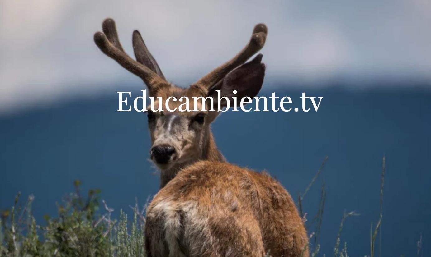 Educambiente è un sito web dedicato all'informazione su Ambiente, energie rinnovabili, economia circolare, risparmio energetico, cambiamenti climatici, riciclo.