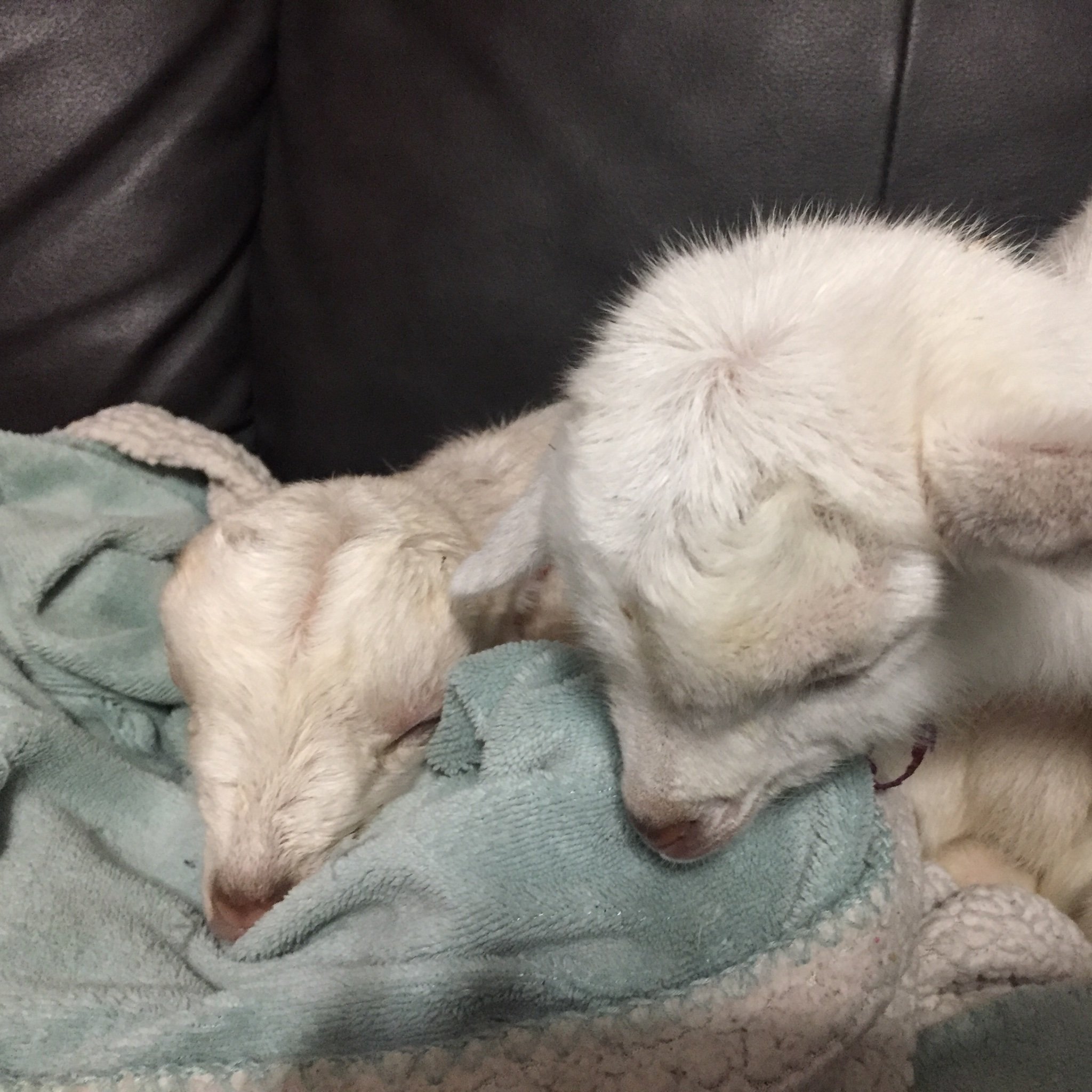 acornhoopsdi's profile picture. Won’t sugar coat life, crabby bitchy Vet, recently became a Nanima of soooo many blessed babies & LOVE IT! 🐔🐴🐐🐶🐥 they are #MYWORLD #IwouldDieWithoutThem
