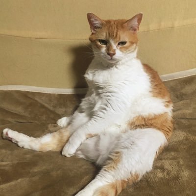 フィギュアスケートをゆるく見る猫好きの審神者。出戻り提督。最近はトレーナー業も。ゲーム色々。推し:廣瀬大介さん、ドズル社☃️