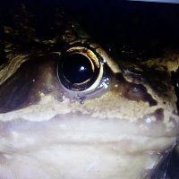 Wirral Amphibian & Reptile Group (WiARG) (@wirralarg) 's Twitter Profile