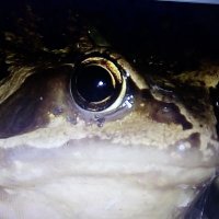 Wirral Amphibian & Reptile Group (WiARG)(@WirralARG) 's Twitter Profile Photo