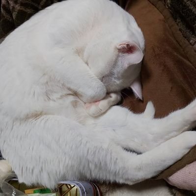 banchicken's profile picture. 介護福祉士。京都の福祉施設で働いてます。 立命館/文/心理卒、clef 18th OB/Bass/Walt!/くろみつきな子  QOO/Bass/Tinke/PILINUTS