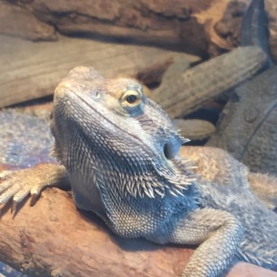 ohrenspritze's profile picture. 