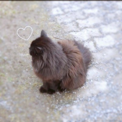 ハルさんのプロフィール画像
