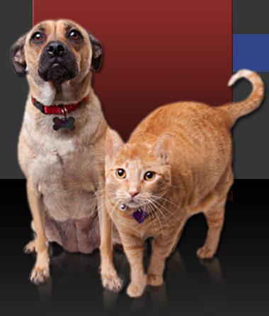 At G’day! Pet Care, we’re a team of pet lovers serving pet lovers! Pet care, Pet Food, Pet Sitting and Boarding, Pet Transportation, Pet Home Care, Naples, FL